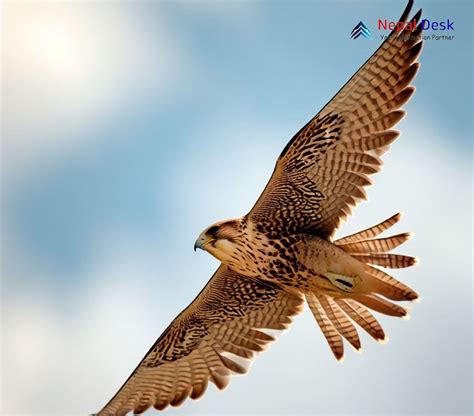 Saker Falcon The Regal Hunter Of The Skies Nepal Desk