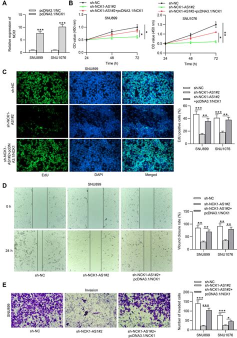 The Impact Of Nck Overexpression On Malignant Behaviors Of Lscc Cells