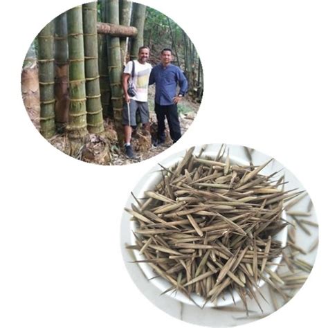 Ju Zhu Early Maturity F1 Hybrid Chinese Pure Giant Bamboo Seed