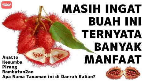 Masih Ingat Buah Ini Ternyata Banyak Manfaatnya Buah Anatto Atau