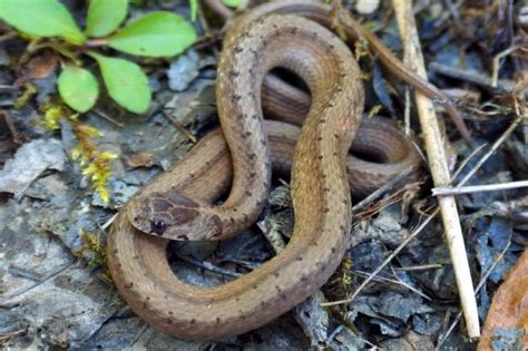 PA HERP IDENTIFICATION » Northern Brownsnake