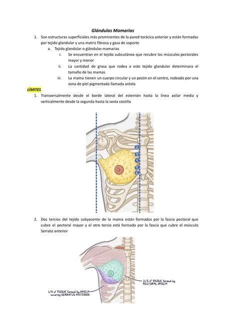 Glándulas mamarias Arajai Perez Alanis uDocz