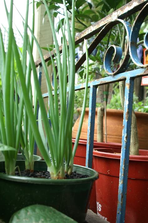 Growing Shallots Onions And Spring Onions Suburban Tomato