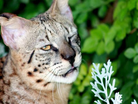 Pets: Savannah cat - Cat breeds-