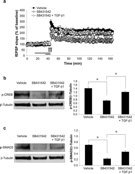 Inhibition of TGF β1 signaling impairs LTP and CREB phosphorylation