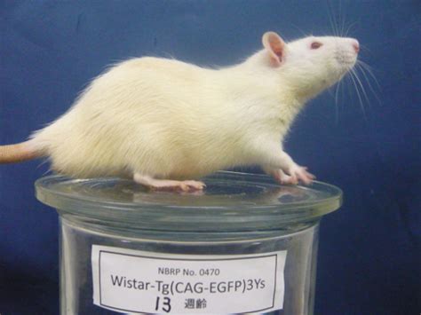 WhatisBiotechnology.org