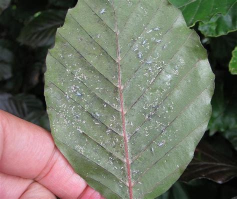 Schutting Natuurlijke Materialen Beukenboom Blad