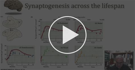 Brain Development Across the Lifespan, part 2 - The Changing Brain: The ... 