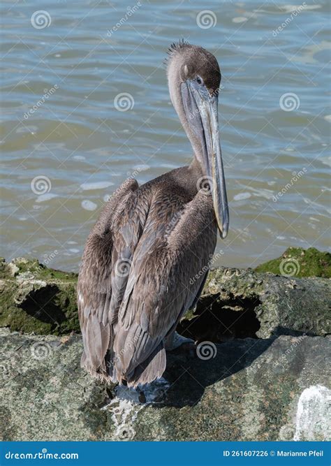 Immature Brown Pelican Pelecanus Occidentalis Standing On A Rock In