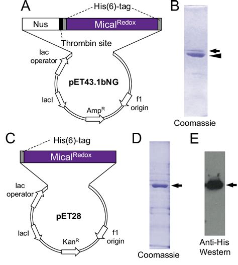 Expression And Purification Of Mical Redox Protein With Different