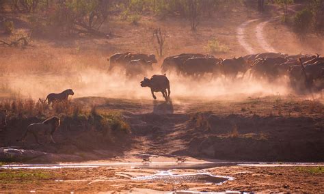 The Great Migration Africa Photo