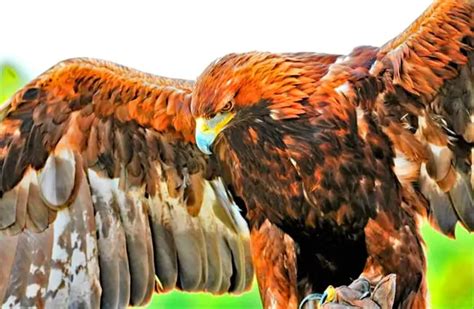 Golden Eagle - Description, Habitat, Image, Diet, and Interesting Facts