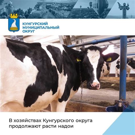 В Кунгурском округе валовый надой молока вырос на 2,413 тысяч тонн по ...