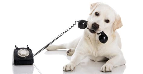 Can Dogs Make Phone Calls