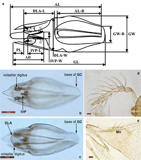 Trichogramma Chagres Sp Nov Holotype Male A Structures Of Male Download Scientific