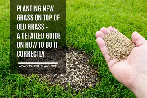 How To Plant Grass Seed On Existing Lawn How To Do It Correctly 2024