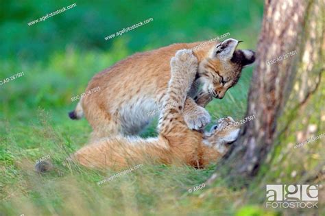 European Lynx, cubs / Lynx lynx, Felis lynx, Stock Photo, Picture And ...