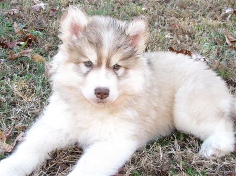 Goberian Siberian Husky And Golden Retriever Mix Info Pictures