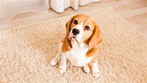 Why Is My Dog Scooting On Carpet