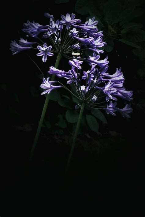 Photographer Peter Riordan | Purple flowers, Fine art, Flowers