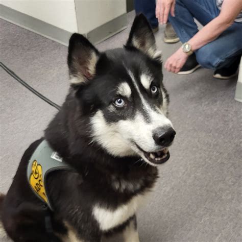 Humane Society of Otter Tail County | Fergus Falls MN