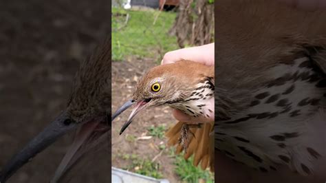 Brown Thrasher Up Close Youtube