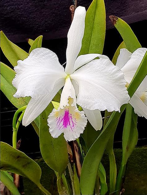 Cattleya Mossiae Semi Alba Peter Siffels Engelen Cattleya And