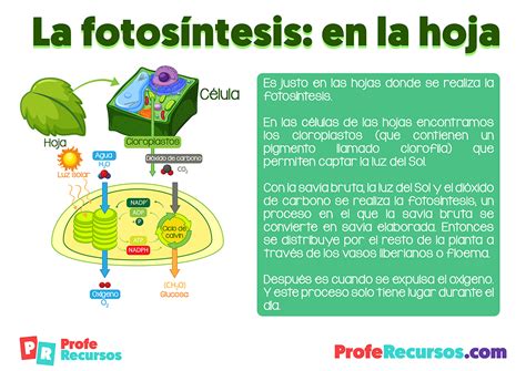 Que Es La Fotosintesis Y Como Se Produce Explicacion Facil Y Sencilla