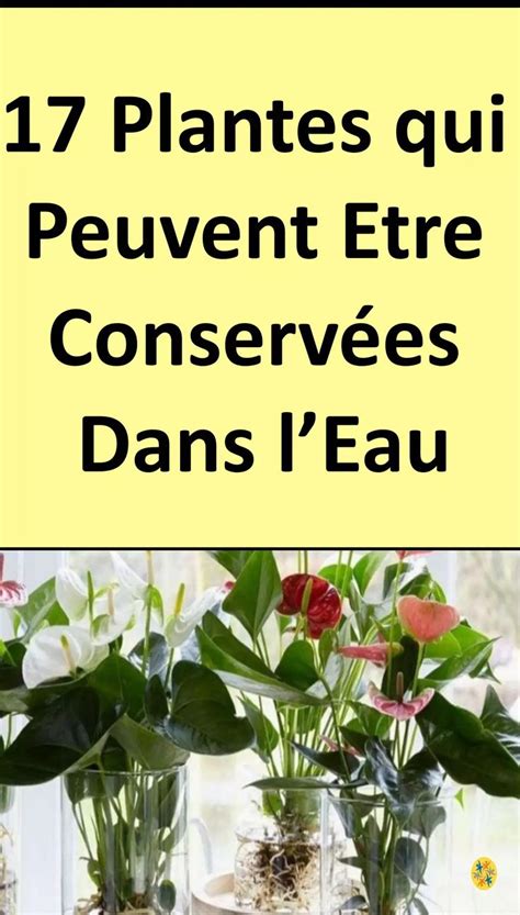 Plantes Qui Se Conservent Facilement Dans Des Pots Deau Plantes