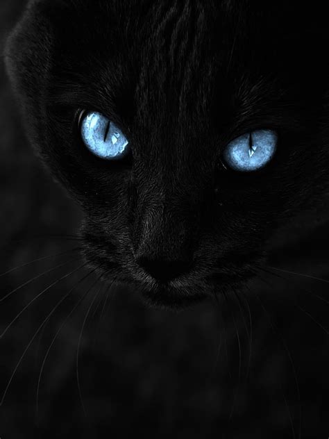 Black Cats With Blue Eyes Wallpapers