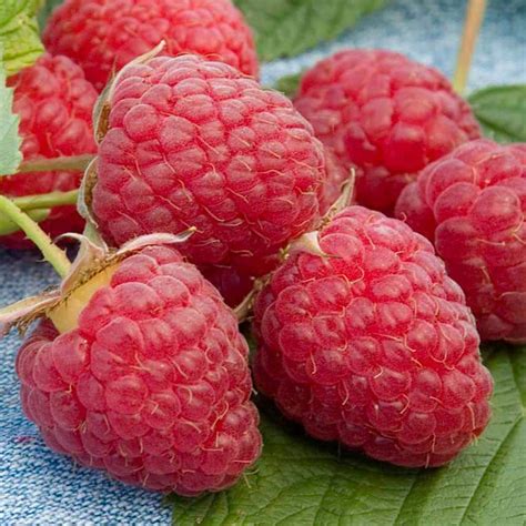 Gurney S Heritage Raspberry Bush Live Bare Root Fruiting Plant 1 Pack