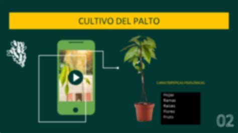 SOLUTION Factores Agroclim Ticos Del Cultivo De Palto Y Su Implicancia