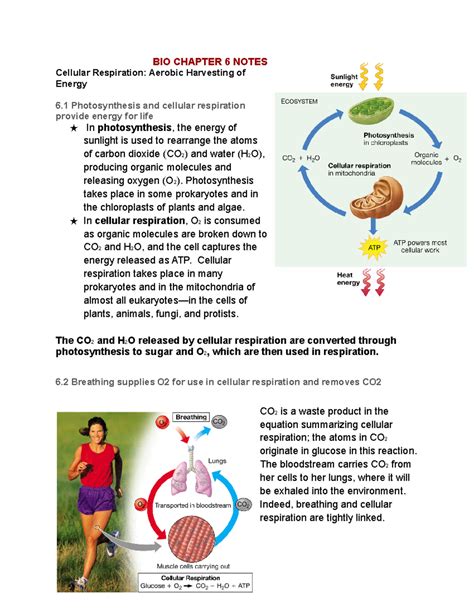 Bio 1050 Chapter 6 Bio Chapter 6 Notes Cellular Respiration Aerobic