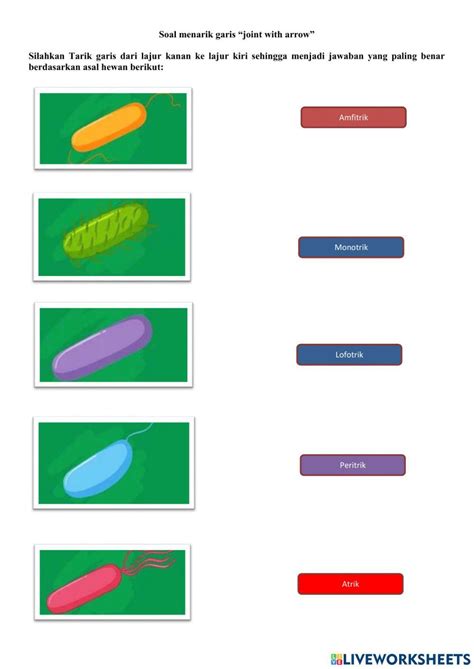 Bacteria Exercise Live Worksheets