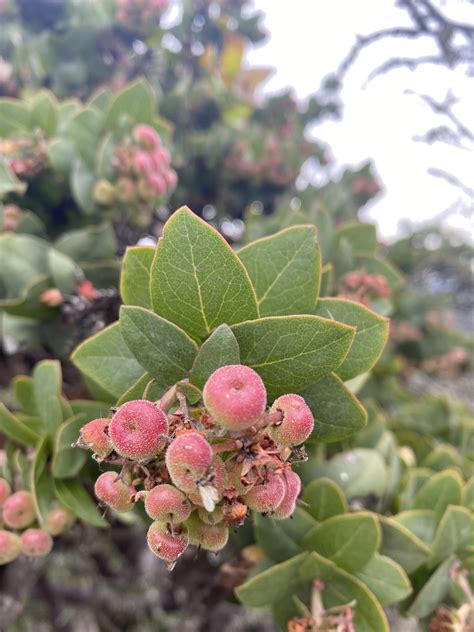 Pallid Manzanita Courtesy Of Susan Fawcett