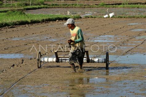 Tanam Padi Dengan Sistem Tabela Antara Foto