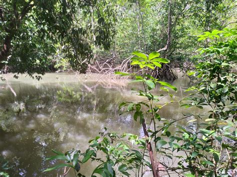 Ossada humana é encontrada em área de mata em Ananindeua Pará G1