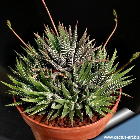 Haworthia Attenuata