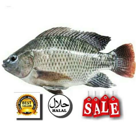 Jual Ikan Nila Atau Mujair Frozen 1kg Indonesia Shopee Indonesia