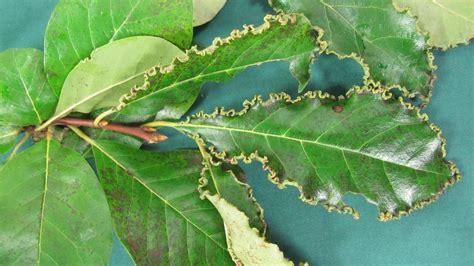 Eriophyid Mites On Trees University Of Maryland Extension