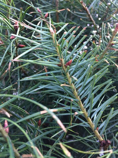 A Pine Tree Plant Leaves Plants Tree