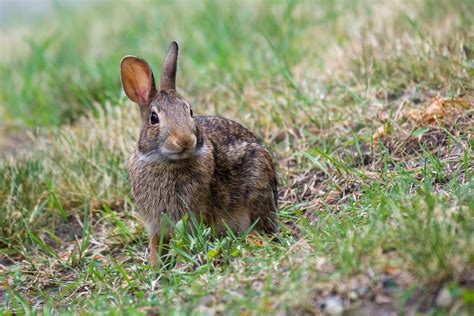 Eastern Cottontail Rabbit Facts Behavior And Care Guide Pet Breeezy