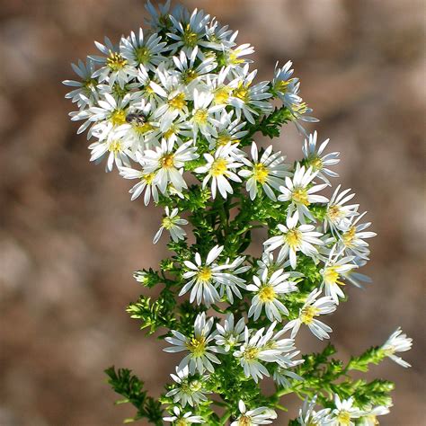 Symphyotrichum Ericoides Midwest Groundcovers LLC