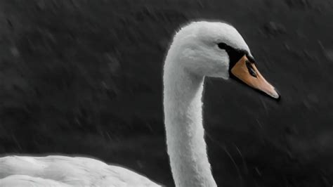 340+ Cool & Catchy Swan Names [Meaningful Ideas]