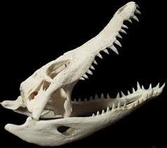 A crocodile can grow new teeth like humans