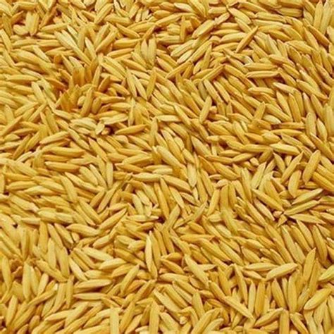 Dried Brown Ganga Kaveri Paddy Seeds 12 Packaging Size 25kg At Rs