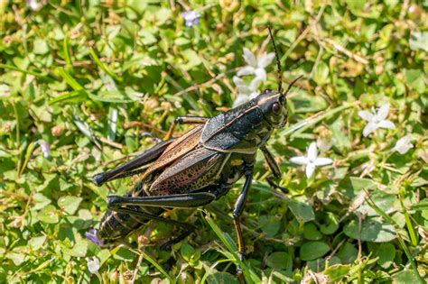 Green Grasshopper · Free Stock Photo