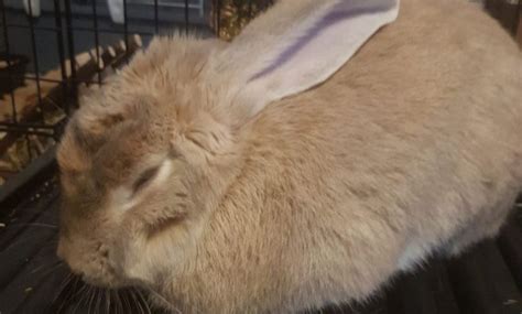 A Guide To Rabbits Sleeping Habits And Positions Cottontail Club