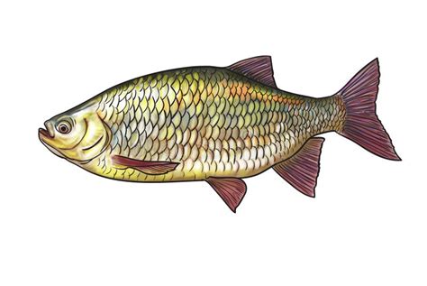 River fish stock illustration. Illustration of chub, river - 49589607