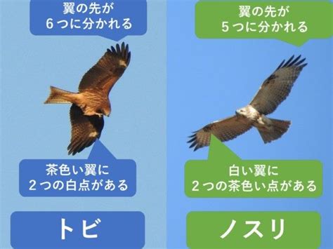 トビとノスリの違いと見分け方 野鳥情報com